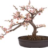 Nearly-Natural-Cherry-Blossom-Bonsai-Silk-Tree-Pink-color with Bonsai Review