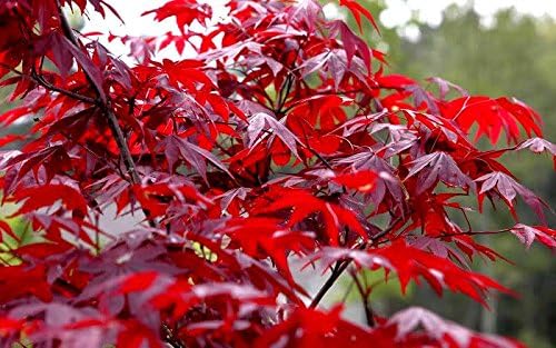 Red Japanese Maple Deep Red Leaves and Rare Bonsai Tree with Bonsai Review