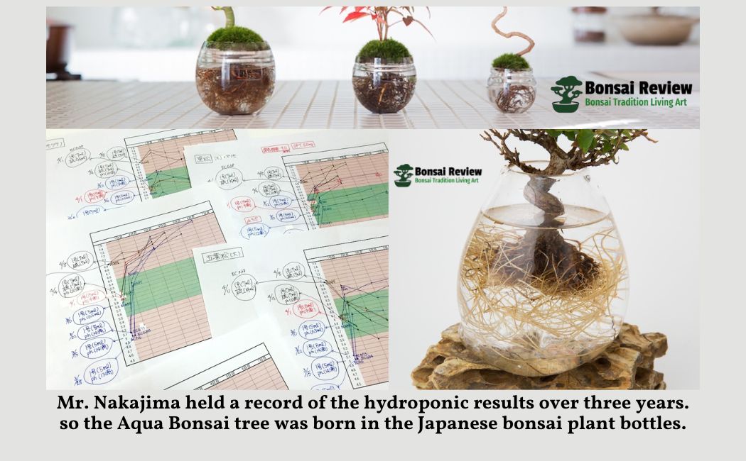 Aqua Bonsai Tree Nakajima Hydroponic Japanese bonsai plant bolltes
