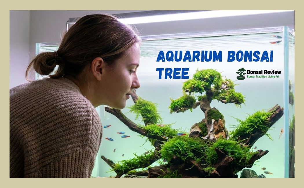 Aqua Bonsai Tree Aquarium plant with bonsai review