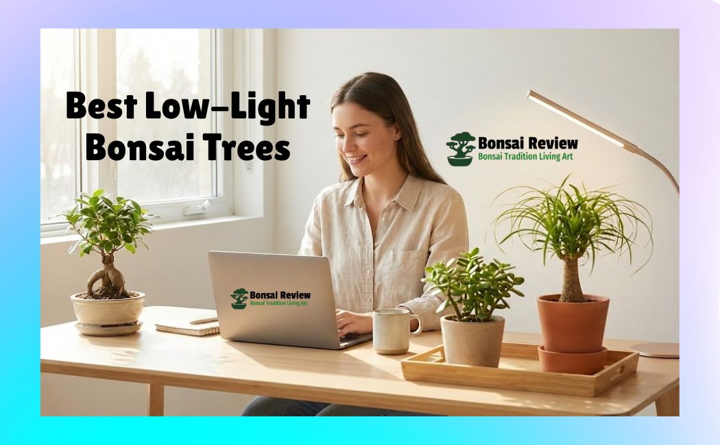 10 Best Low Light Bonsai Trees for Office Desk Decor 2026.
