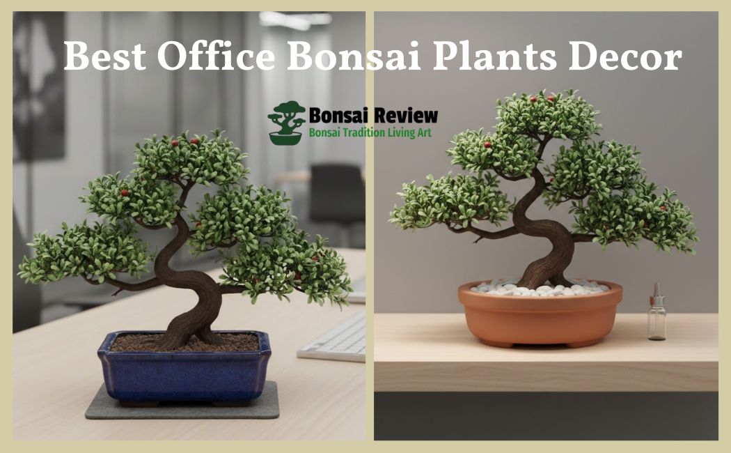 Best Office Bonsai Plants Decor