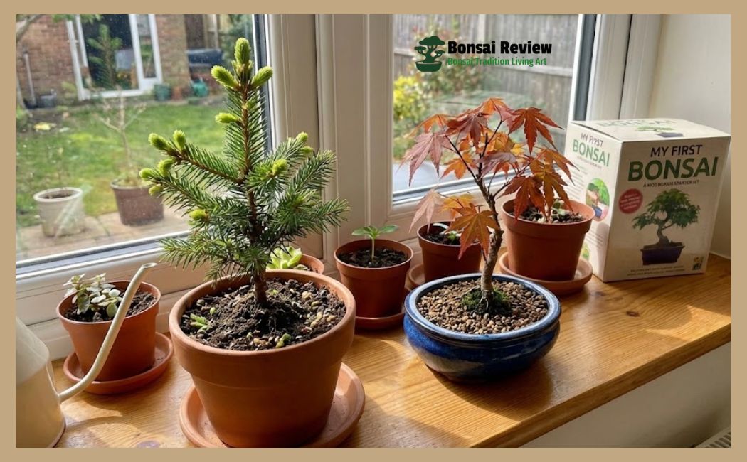 bonsai grow kit for kids