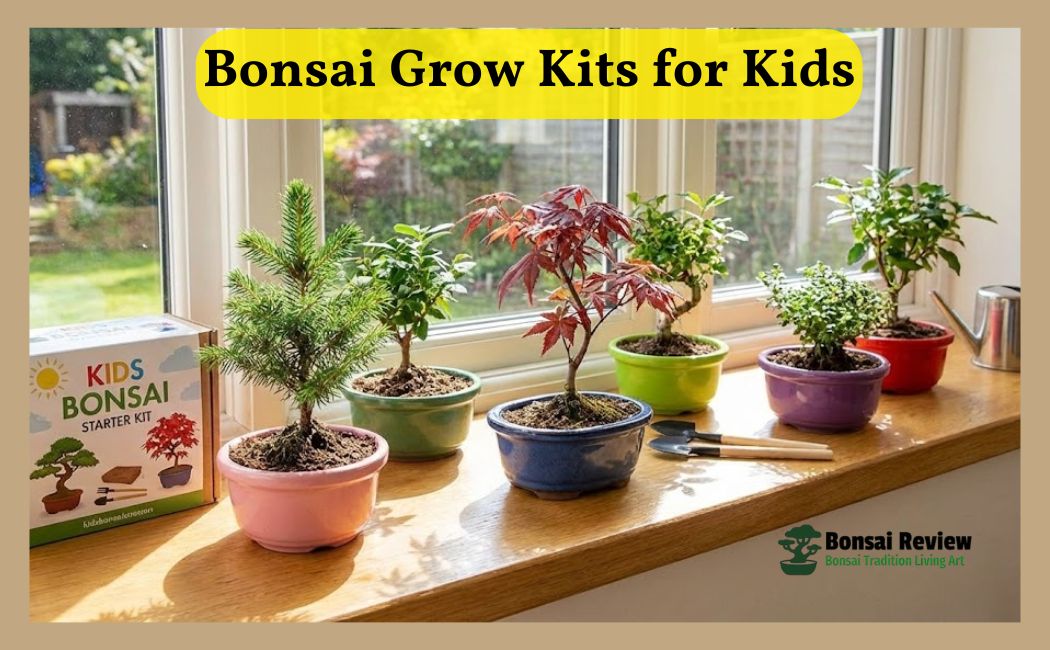 bonsai grow kit for kids Indoor