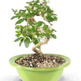 Brussel's Bonsai Live Fukien Tea Bonsai Tree - Small, 6 Year, 6 to 8 inches Tall - Indoor Bonsai Tree Live with Ceramic Bonsai Pot.
