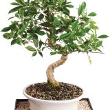 Brussel's Bonsai Live Golden Gate Ficus Indoor Bonsai Tree - Large, 10 Years, 16 to 20 In - Live Bonsai Tree in Ceramic Bonsai Pot and Humidity Tray