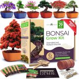 HOME GROWN Bonsai Tree Kit – 6 Heirloom Varieties with Unique Pots – DIY Bonsai Starter Kit for Adults & Beginners – Christmas Gift for Men Women, Gardeners, Plant Lovers – Indoor Growing Kit.