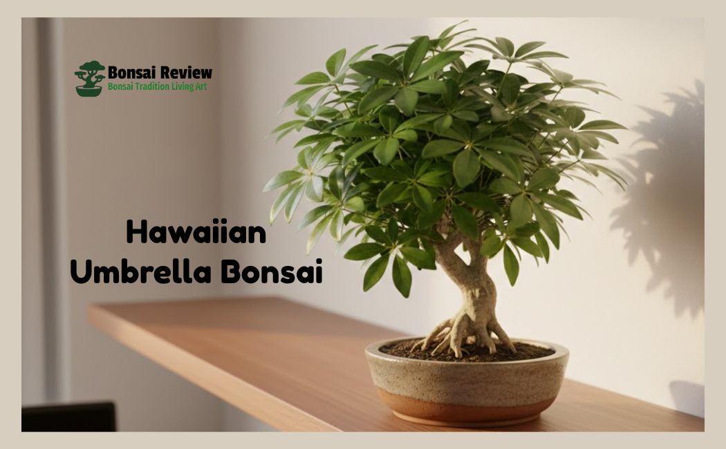 Hawaiian Umbrella Low-Maintenance Office Bonsai Plants
