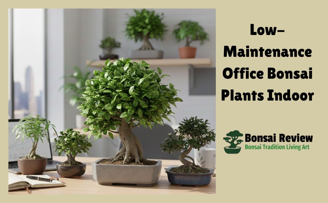 Low-Maintenance Office Bonsai Plants