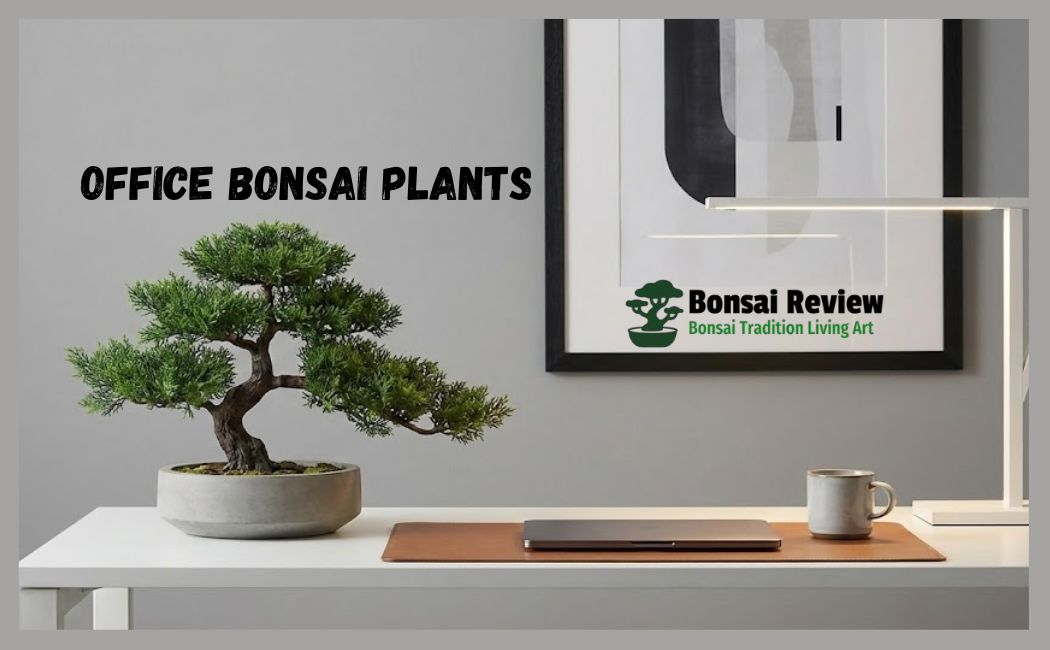 Office Bonsai Plants Desk setup