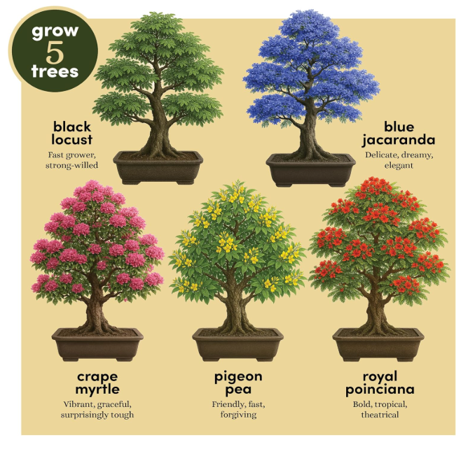 Bonsai Starter Kit with bonsai review