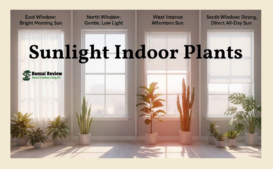 Sunlight Indoor Plants with Bonsai Review