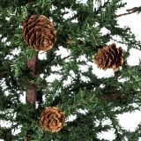 Vickerman 30" Caramel Pine Artificial Christmas Tree Unlit- Featuring 684 PVC Tips - Pine Cone Accented - Seasonal Indoor Home Decor with Decorative Burlap Base.