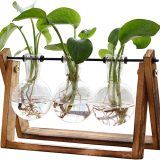 XXXFLOWER Plant Terrarium with Wooden Stand, Air Planter Bulb Glass Vase and Best Office Bonsai Plants Decor with bonsai review