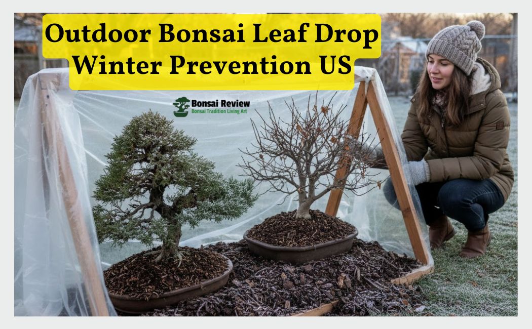 Bonsai Leaf Drop Winter Prevention US Outdoors