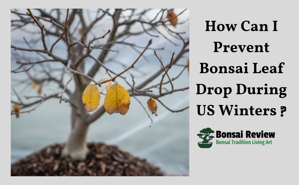 Bonsai Leaf Drop Winter Prevention US Mistakes