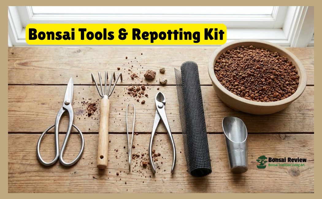 Bonsai Repotting Timeline