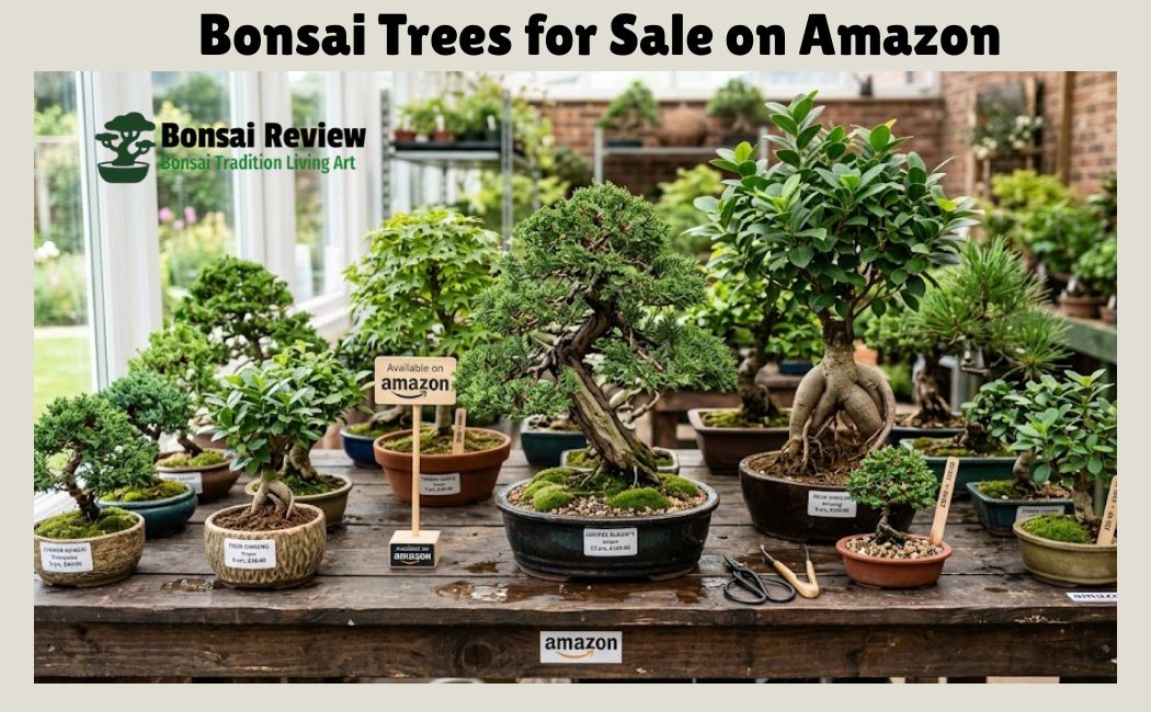Bonsai Trees for Sale on Amazon