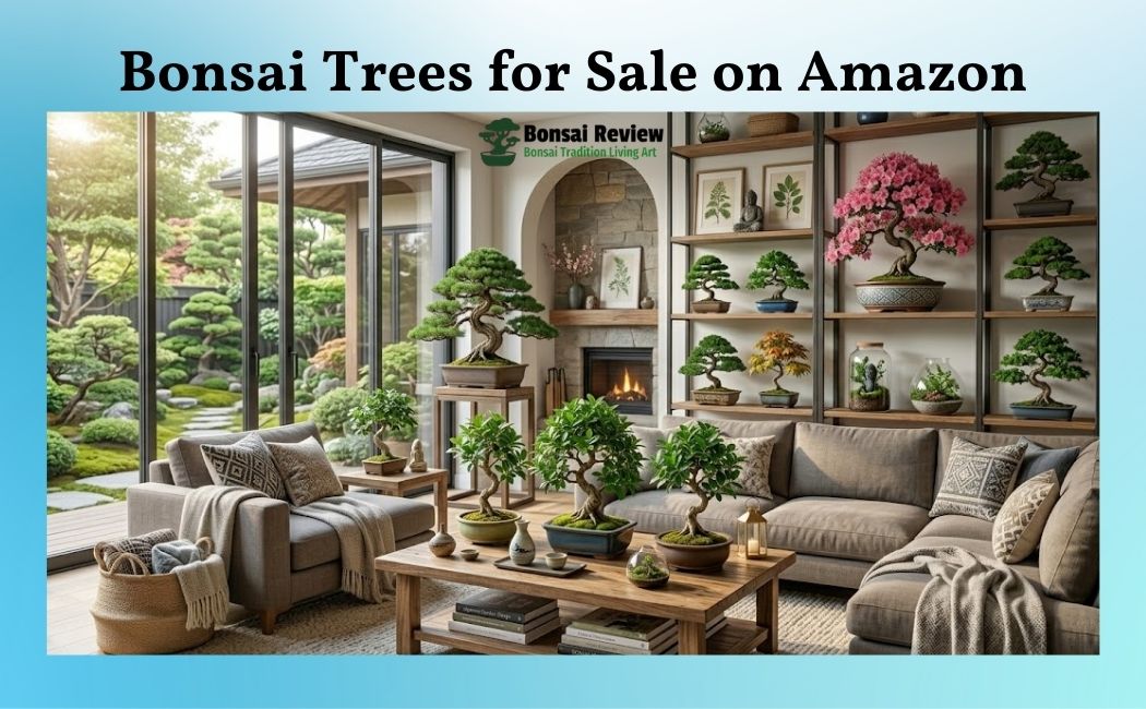 Bonsai Trees for Sale on Amazon
