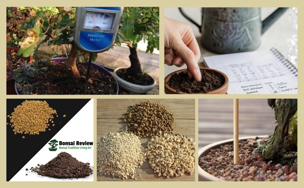 Bonsai Watering Tips for Indoor and Outdoor Plants.