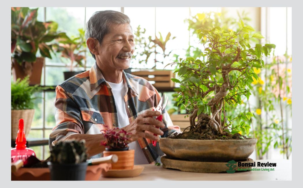 Bonsai Watering Tips for Indoor and Outdoor Plants Expertise Guide.