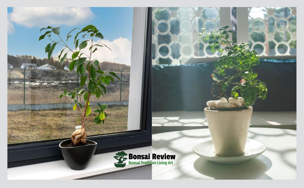 Bonsai Watering Tips for Indoor and Outdoor Plants.