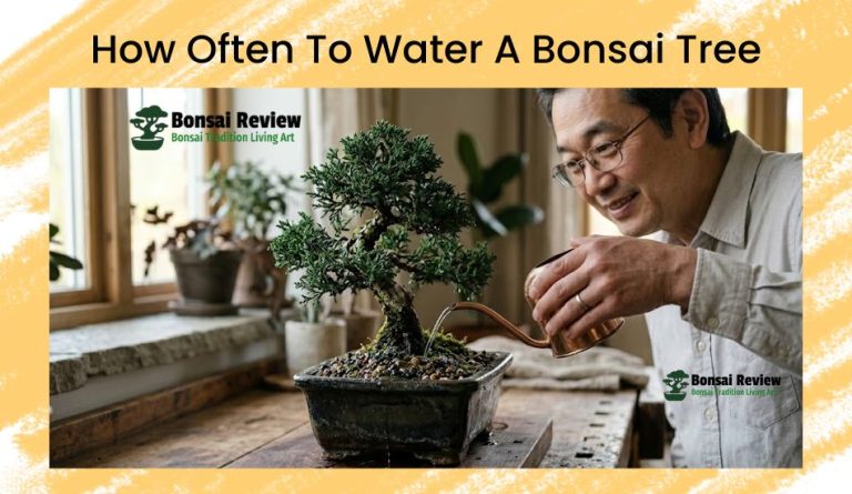 How often to water a bonsai tree with Thomas Shoji