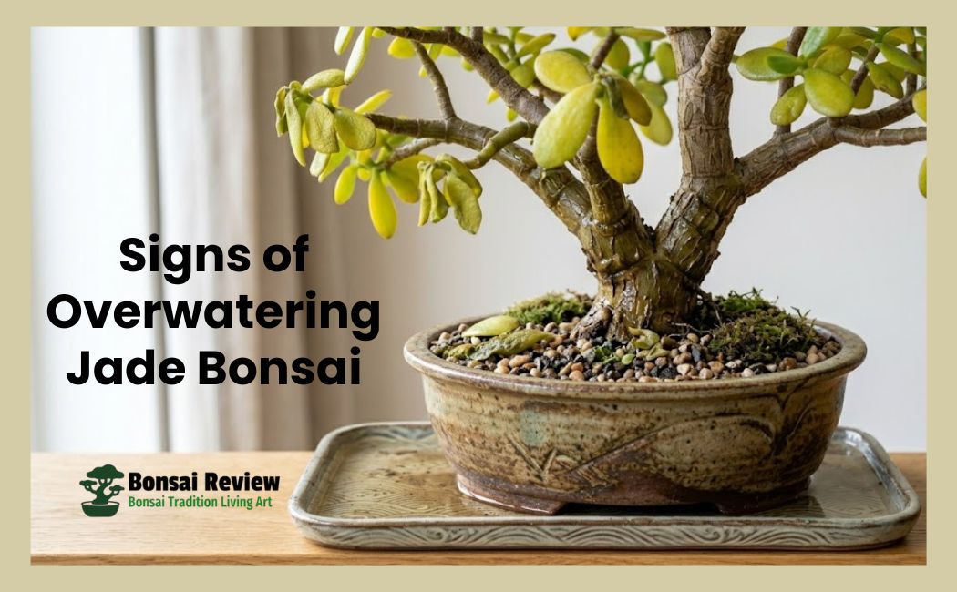 Jade Bonsai Watering Schedule for Overwatering Signs