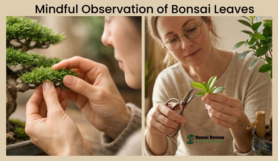 Bonsai Plants For Mindfulness