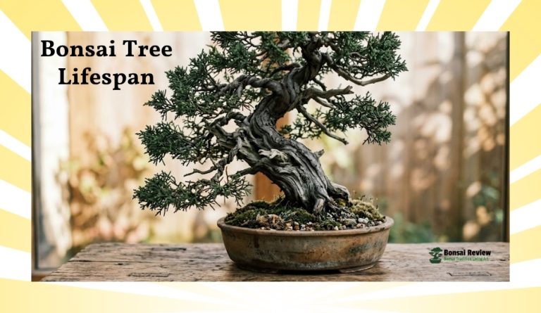 bonsai tree lifespan
