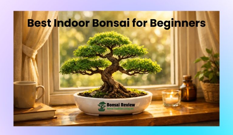 Best Indoor Bonsai for Beginners