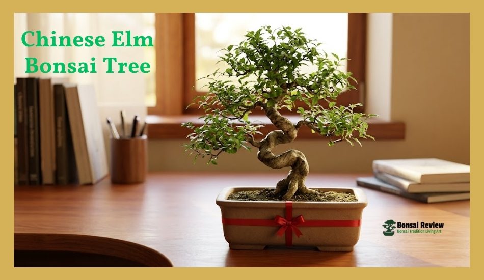 The Best Indoor Bonsai for Beginners