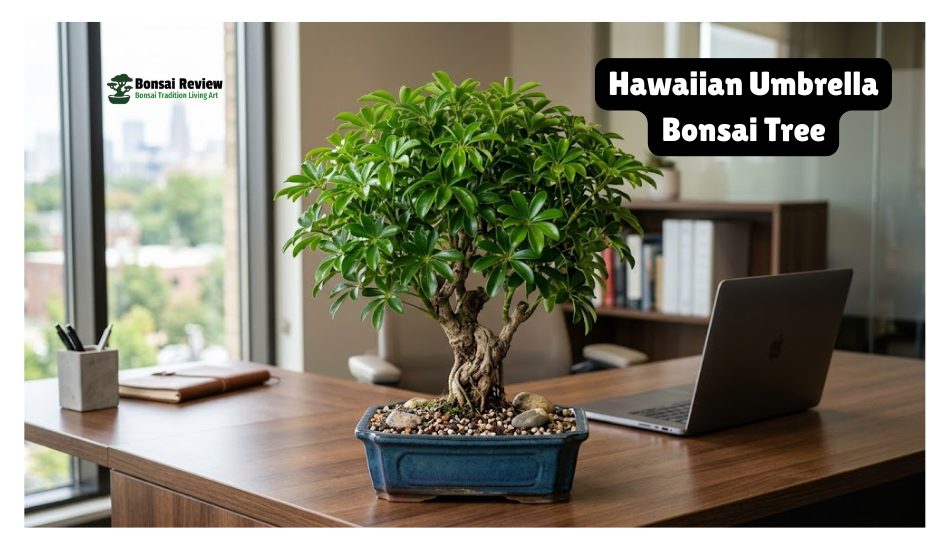 Hawaiian Umbrella: The Best Indoor Bonsai for Beginners
