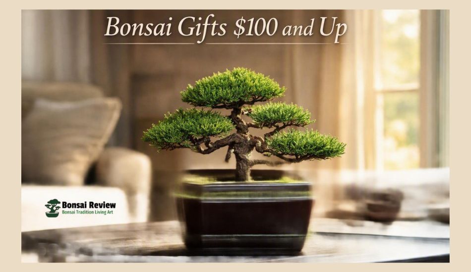 Best Bonsai Gift Ideas $100 and Up