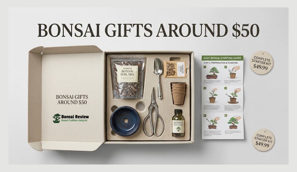 Best Bonsai Gift Ideas Around $50
