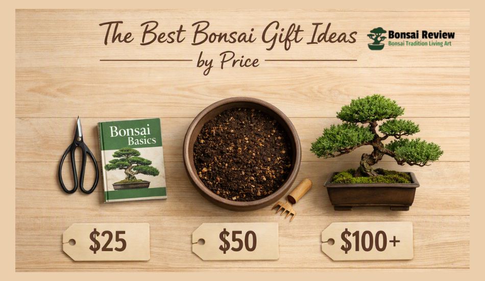 Best Bonsai Gift Ideas Price
