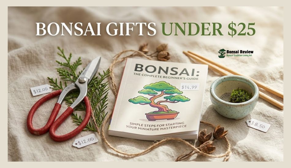 Best Bonsai Gift Ideas Under $25