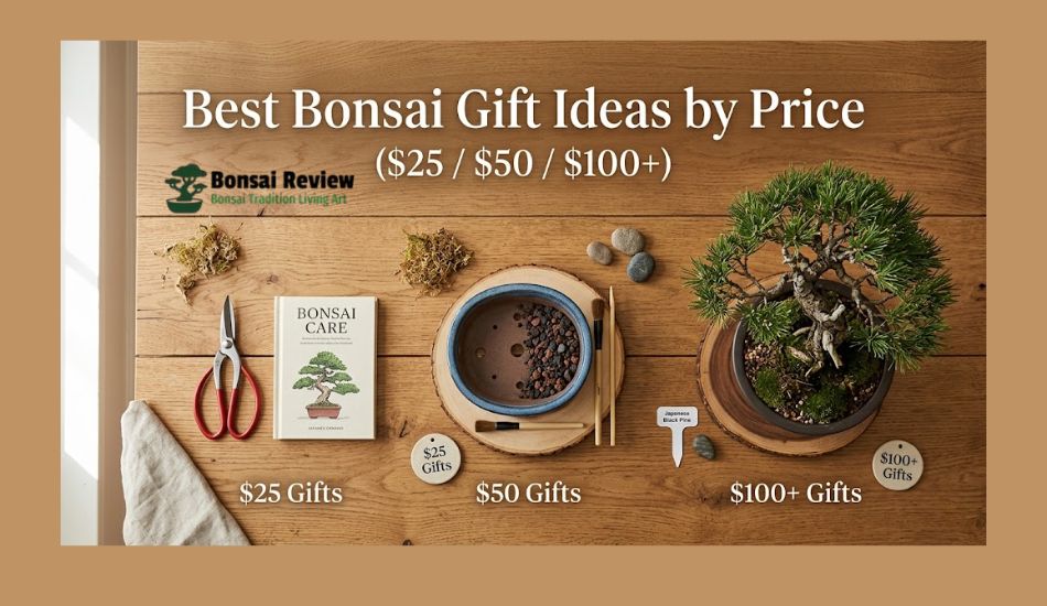 Bonsai Gift Ideas