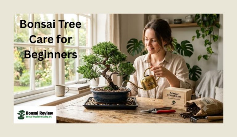 Bonsai Tree Care for Beginners