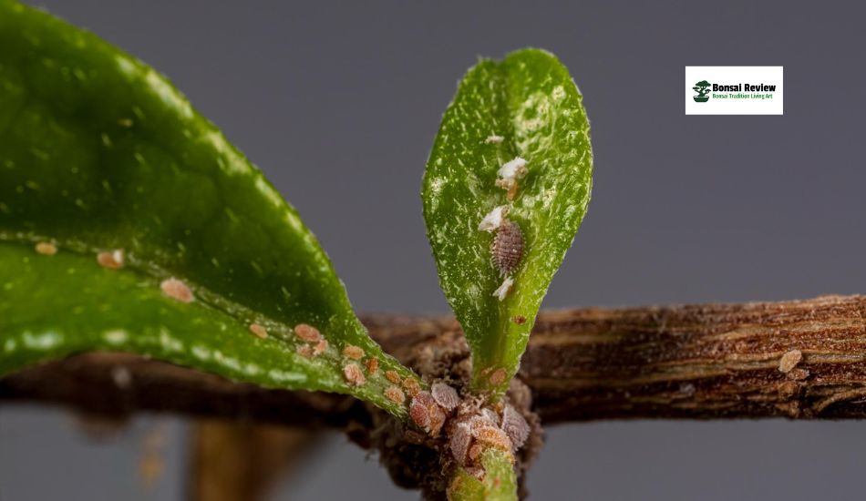 Bonsai Tree Care for Beginners: Pests and Problems