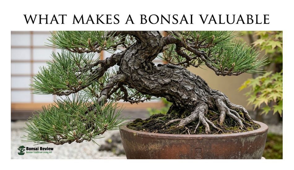 how much does a bonsai tree cost