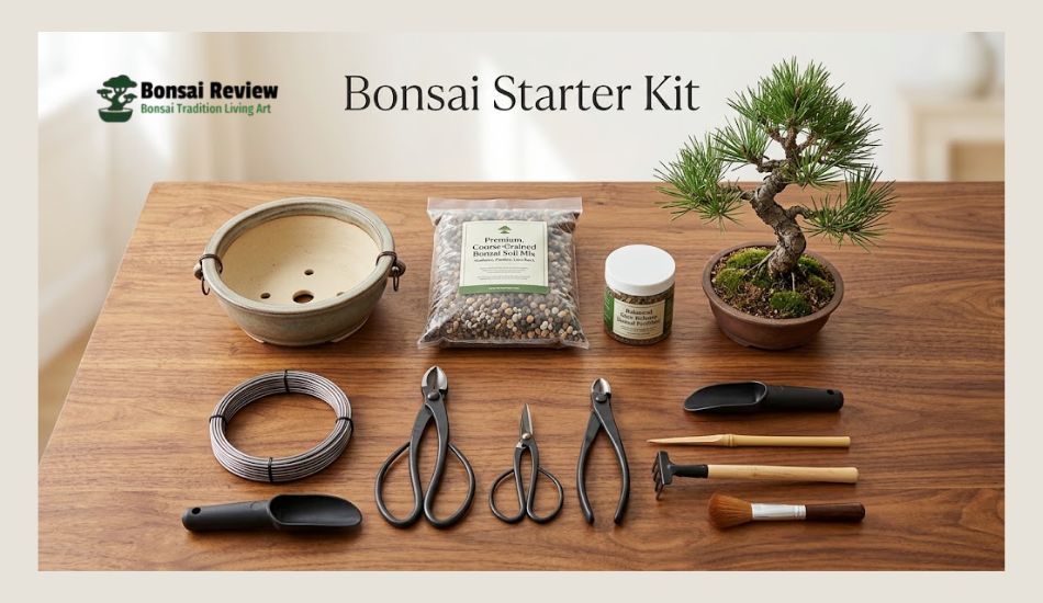 how much does a bonsai tree cost