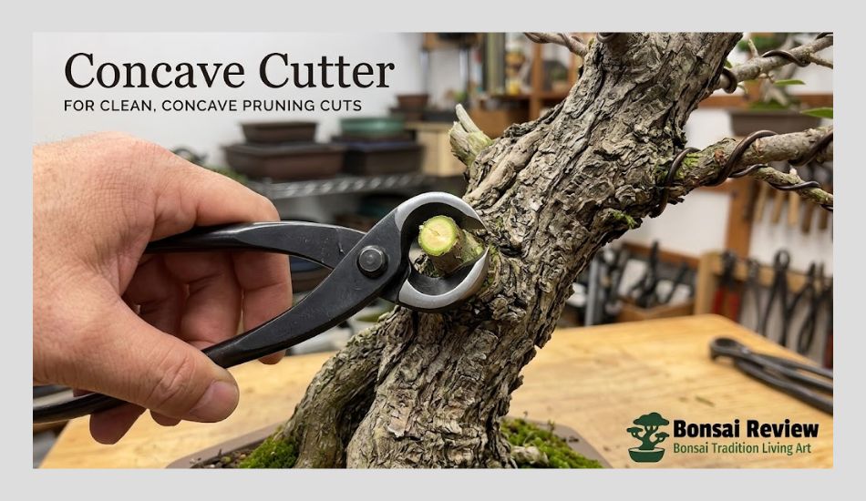 Best Bonsai Tools Set Concave Cutter