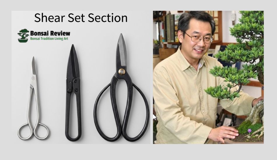 Best Bonsai Tools Set Shear