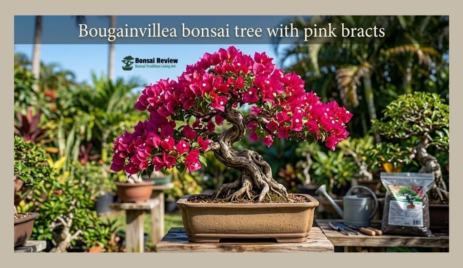 Types of Bonsai Trees Explained