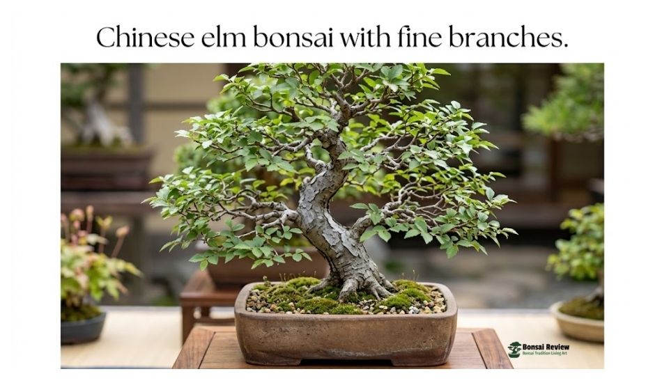 Types of Bonsai Trees Explained
