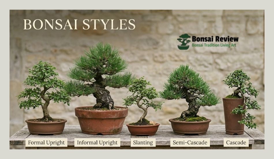 Types of Bonsai Trees Explained