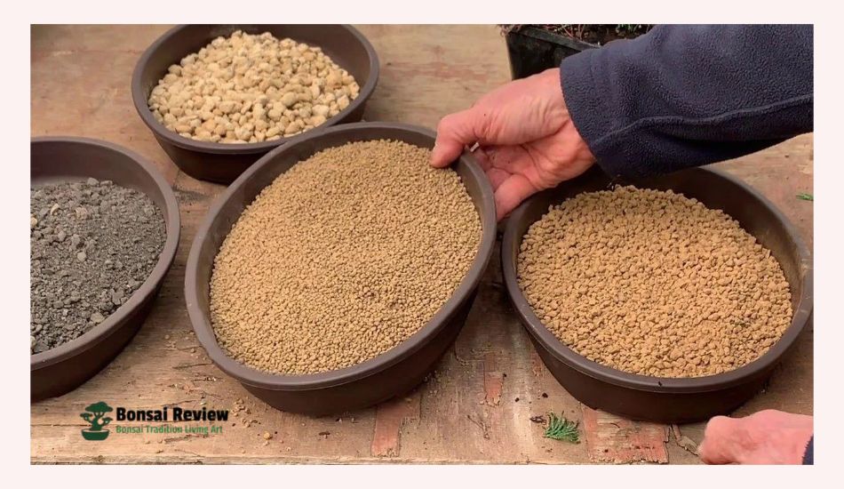 Best Soil For Bonsai Tree