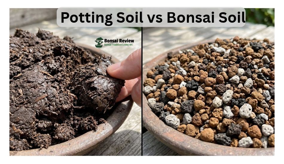 Best Soil For Bonsai Tree