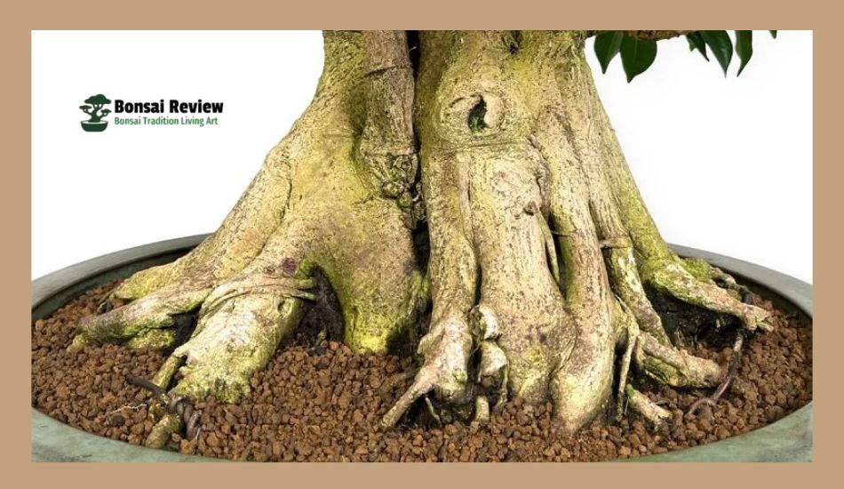 Best Soil For Bonsai Tree Potted